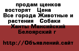 продам щенков восторят › Цена ­ 7 000 - Все города Животные и растения » Собаки   . Ханты-Мансийский,Белоярский г.